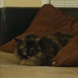 Meet your Posher, Mason